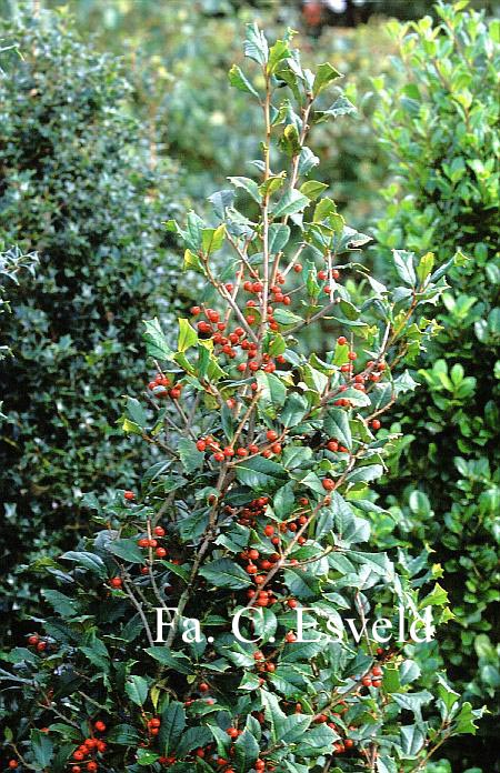 Ilex opaca 'Elizabeth'