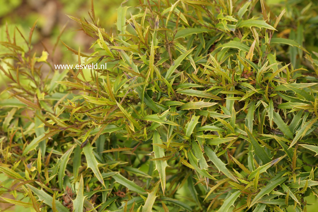 Ilex opaca 'William Hawkins'