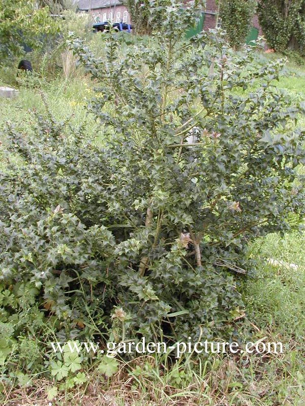 Ilex pernyi 'Compacta'