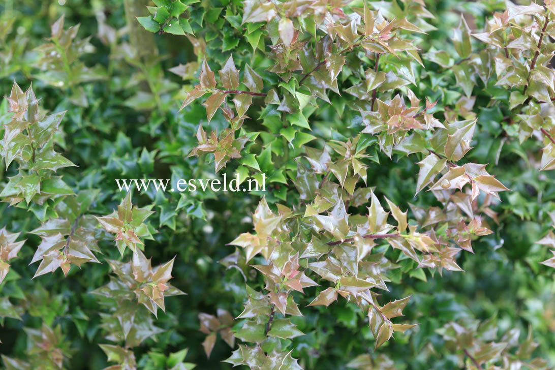 Ilex pernyi manipurensis