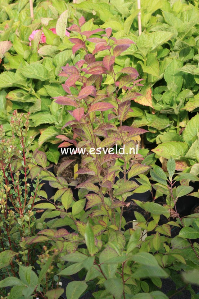 Ilex serrata 'Leucocarpa'