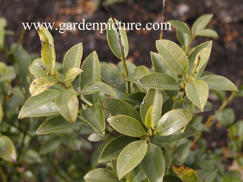 Ilex viridis