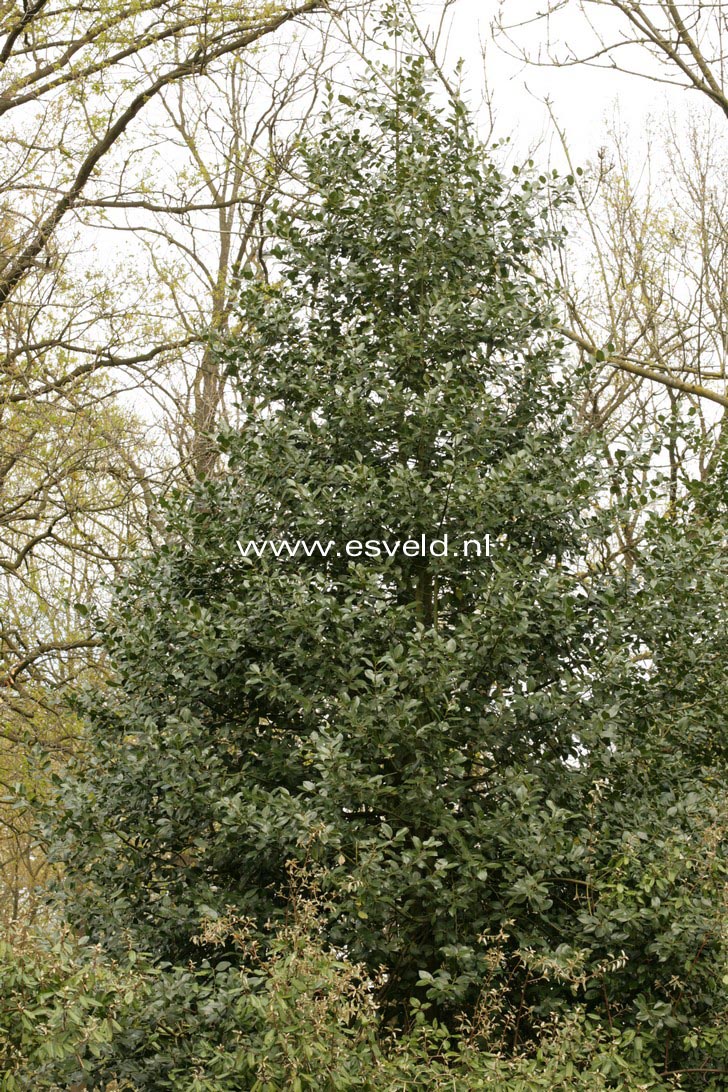 Ilex x altaclerensis