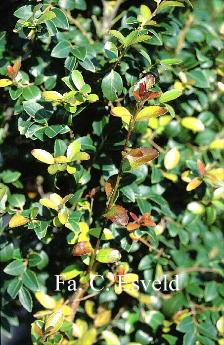 Ilex yunnanensis var. gentilis