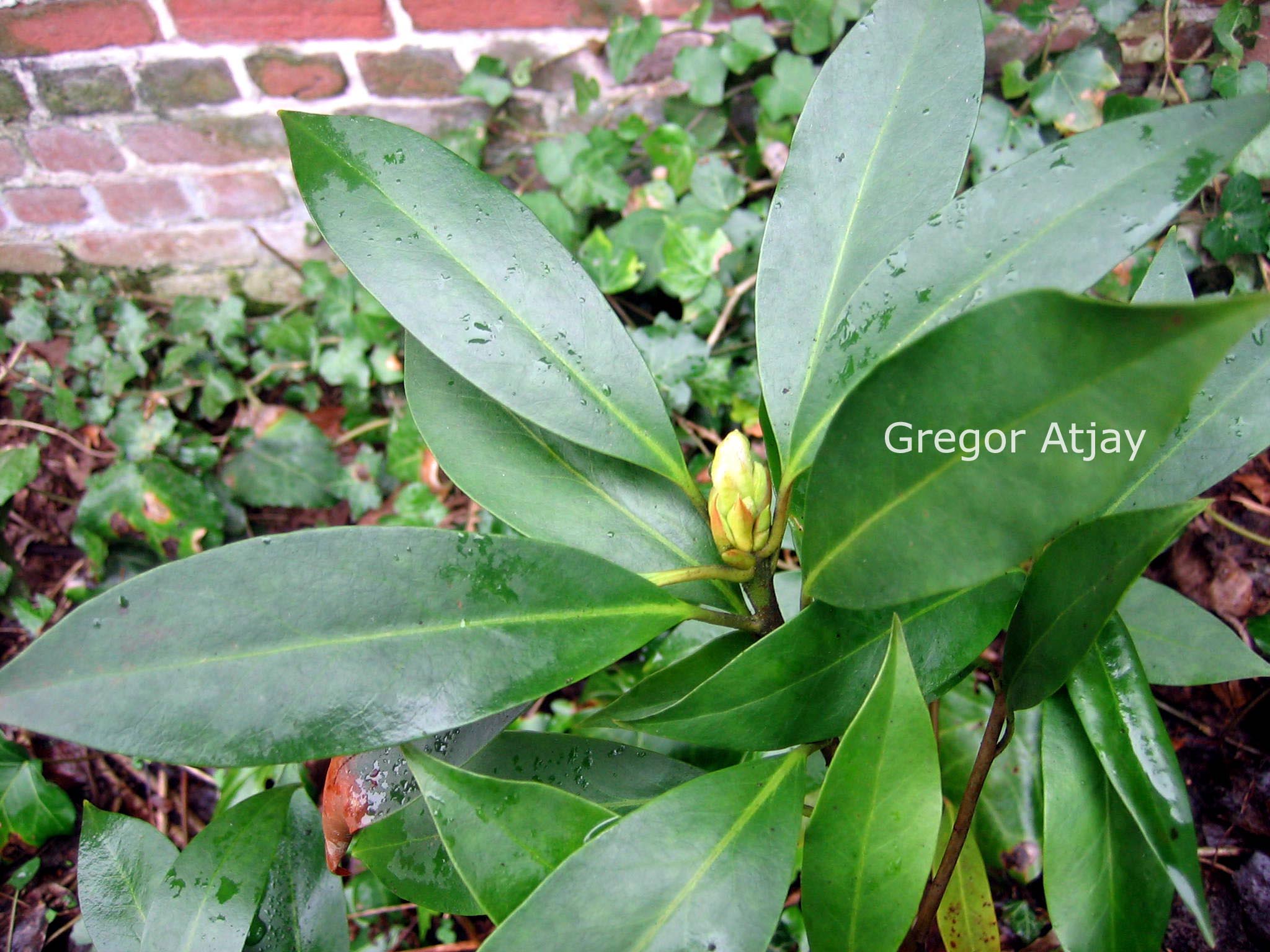 Illicium floridanum 'Halley's Comet'