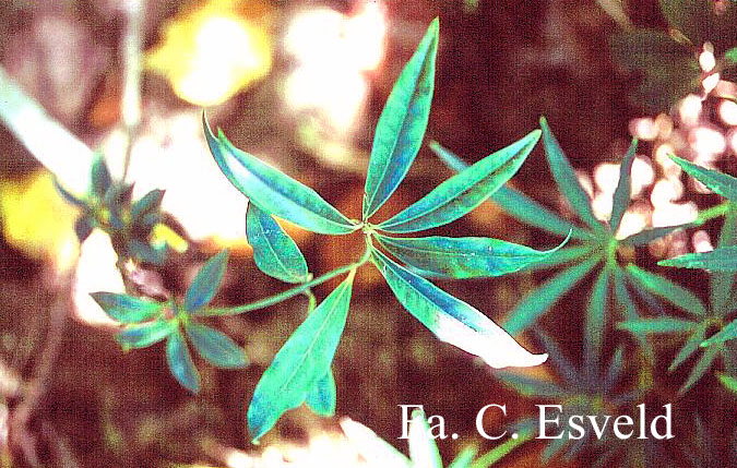 Illicium simonsii