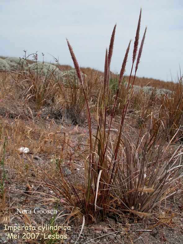 Imperata cylindrica Imperata cylindrica