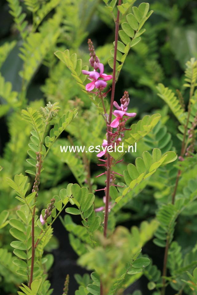 Indigofera heterantha