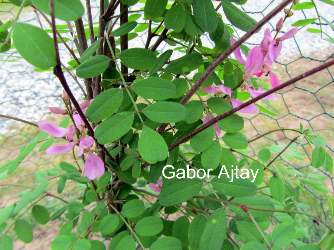 Indigofera himalayensis 'Silk Road'