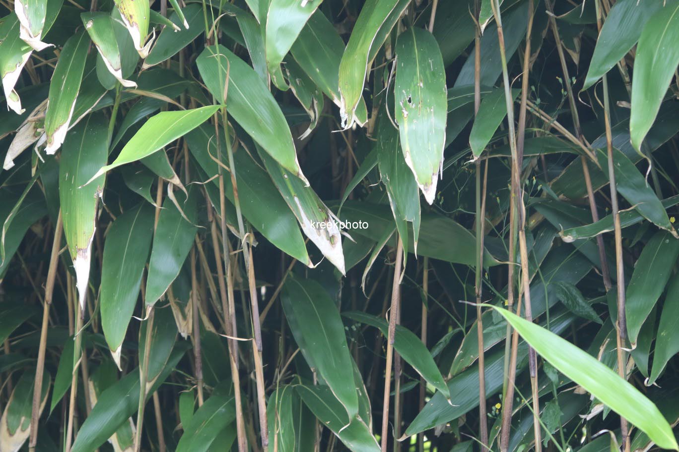 Indocalamus latifolius