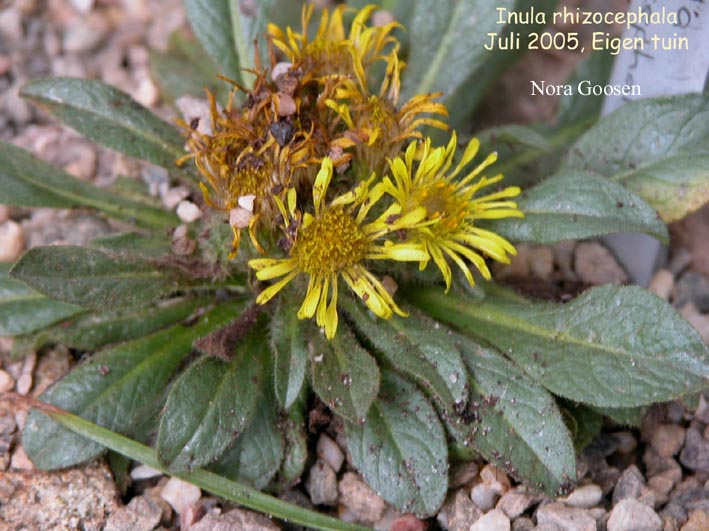 Inula rhizocephala
