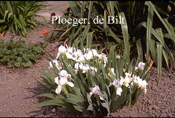 Iris 'Bright White' Iris 'Bright White'