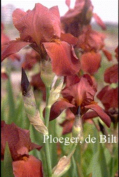 Iris 'Captain Gallant' Iris 'Captain Gallant'