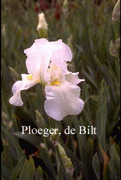 Iris 'Cliffs of Dover'