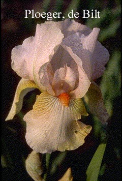 Iris 'Constant Wattez' Iris 'Constant Wattez'