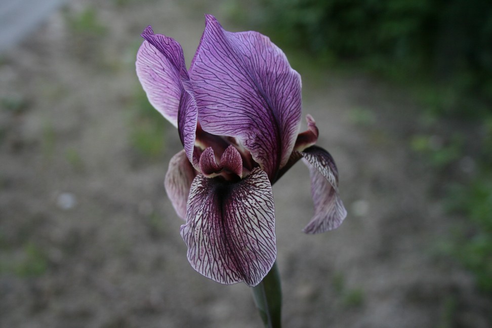 Iris 'Dardanus' Iris 'Dardanus'