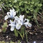 Iris 'Katharine Hodgkin'