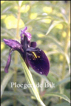 Iris chrysographes 'Black Form'
