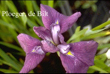 Iris ensata 'Cry of Rejoice' Iris ensata 'Cry of Rejoice'