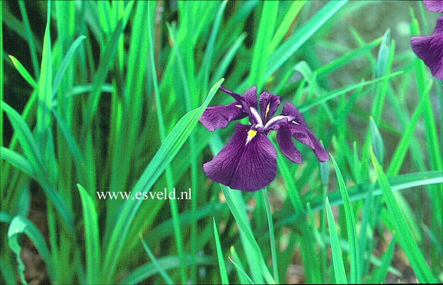 Iris ensata 'Royal Banner'