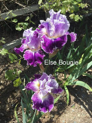 Iris germanica 'Lavendel Plicata' (58183)