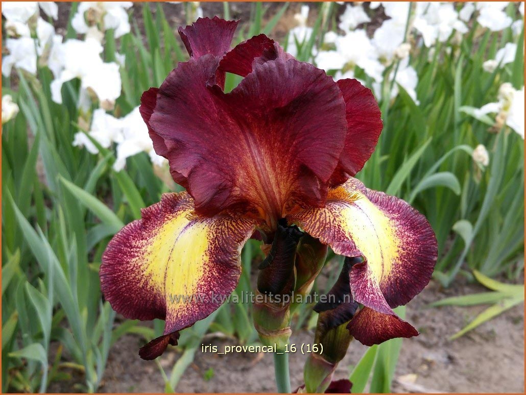 Iris germanica 'Provencal' (C1213)