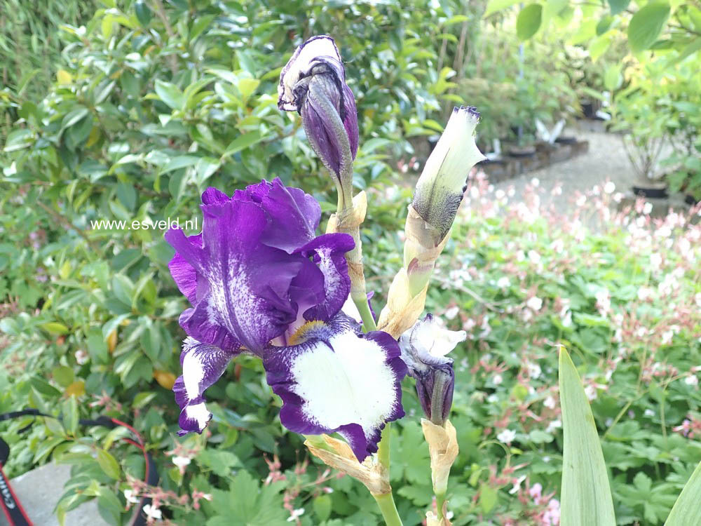 Iris germanica 'Stepping Out'