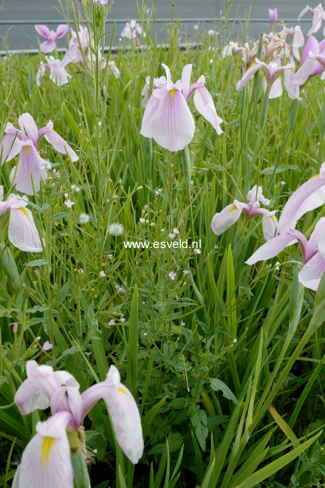 Iris laevigata 'Rose Queen'