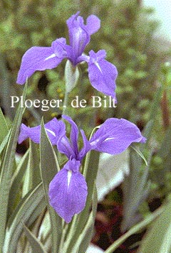 Iris laevigata 'Variegata' Iris laevigata 'Variegata'