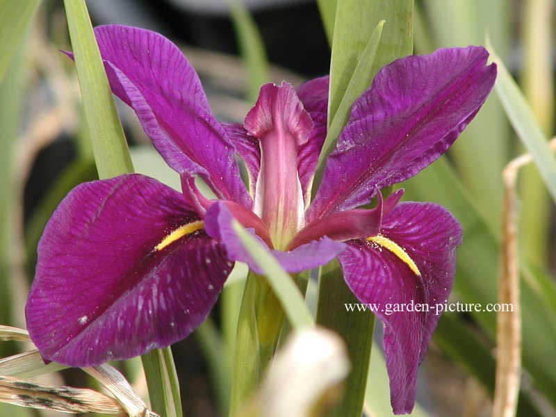 Iris louisiana 'Black Gamecock'