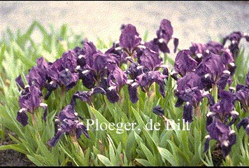 Iris pumila 'Atroviolacea' (73753)