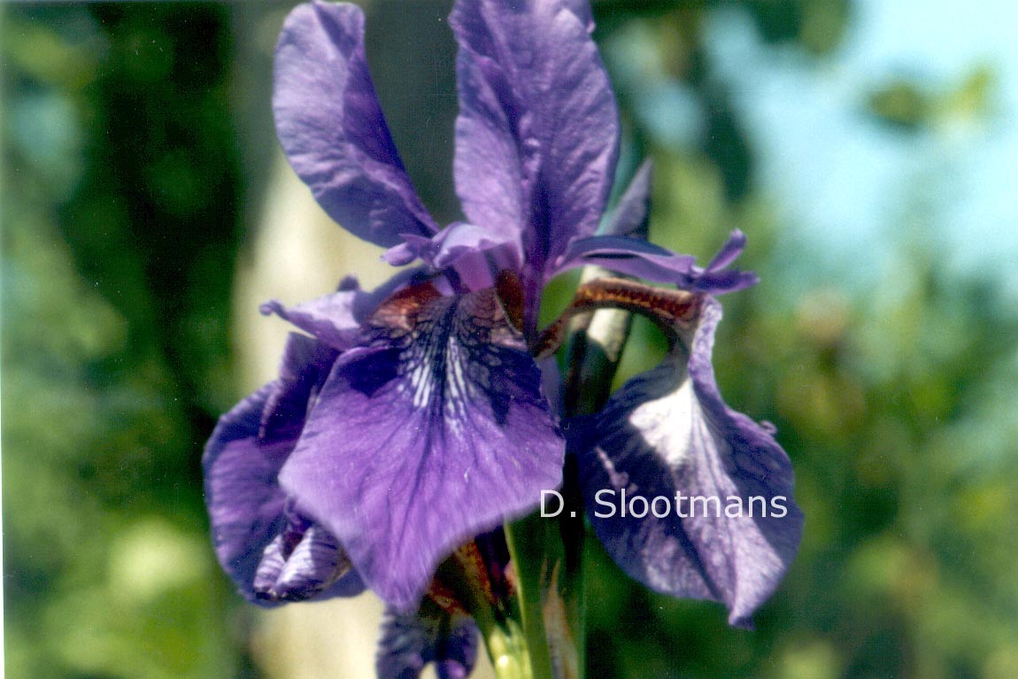 Iris setosa (80127)