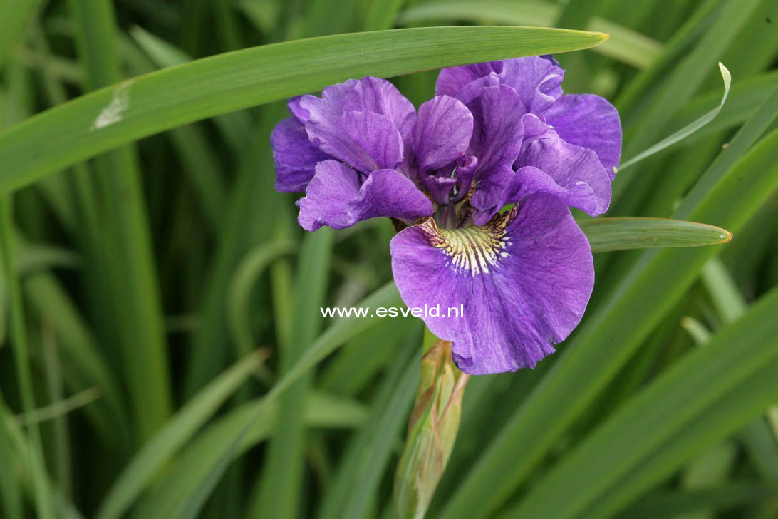 Iris sibirica 'Kaboom'