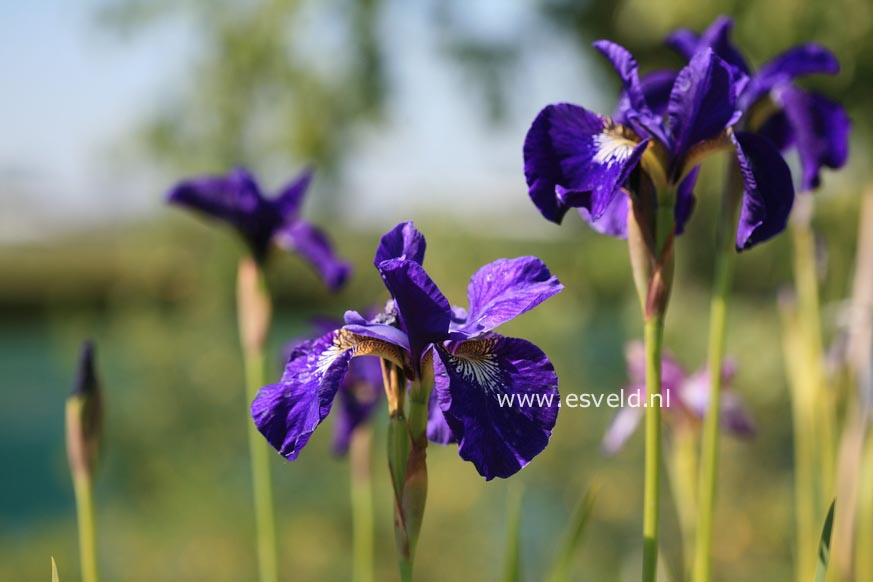 Iris sibirica 'Valda' Iris sibirica 'Valda'