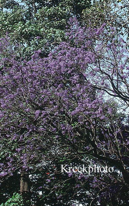 Jacaranda mimosifolia