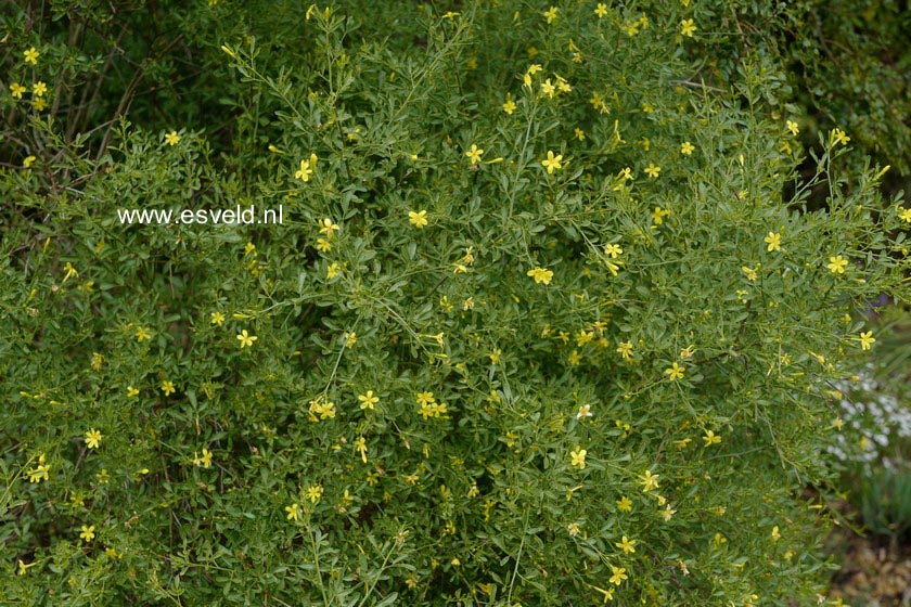 Jasminum fruticans
