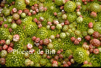 Jovibarba sobolifera 'Madame Lorene'