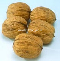 Juglans regia 'Plovdivski'