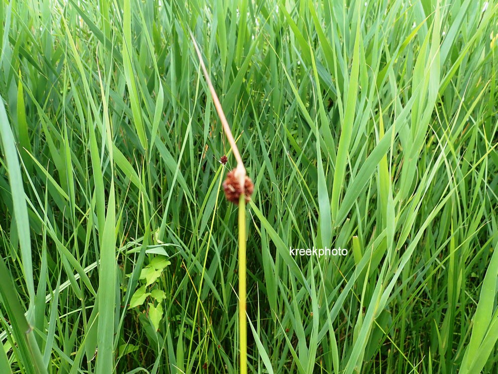 Juncus conglomeratus