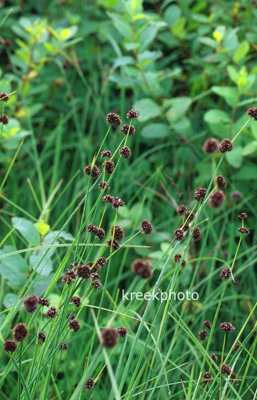 Juncus ensifolius