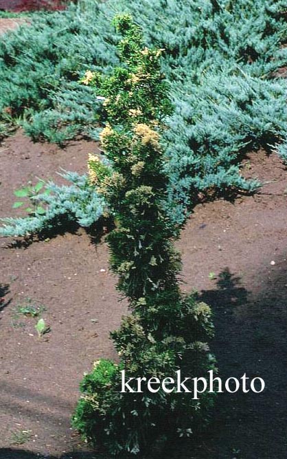 Juniperus chinensis 'Kaizuka Variegated'