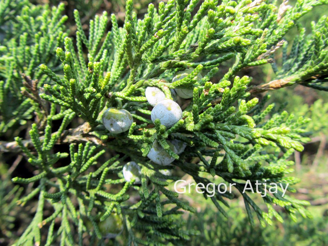 Juniperus chinensis 'Parsonsii'