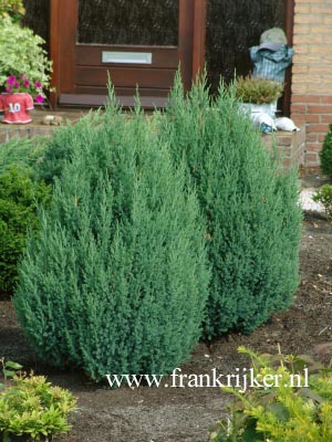 Juniperus chinensis 'Stricta' (69269)