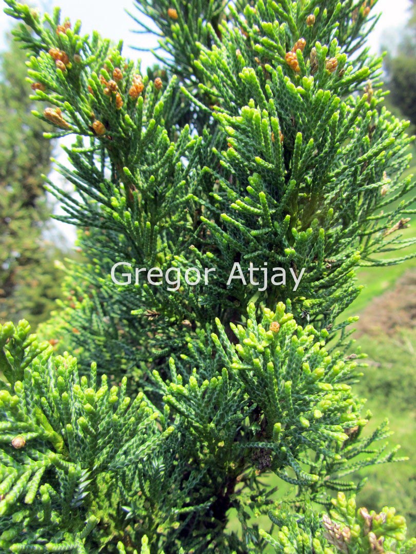 Juniperus chinensis 'Titlis'
