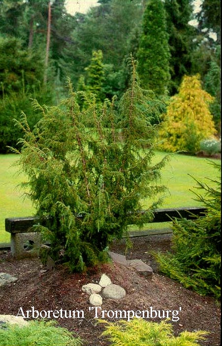Juniperus communis 'Fontaen'