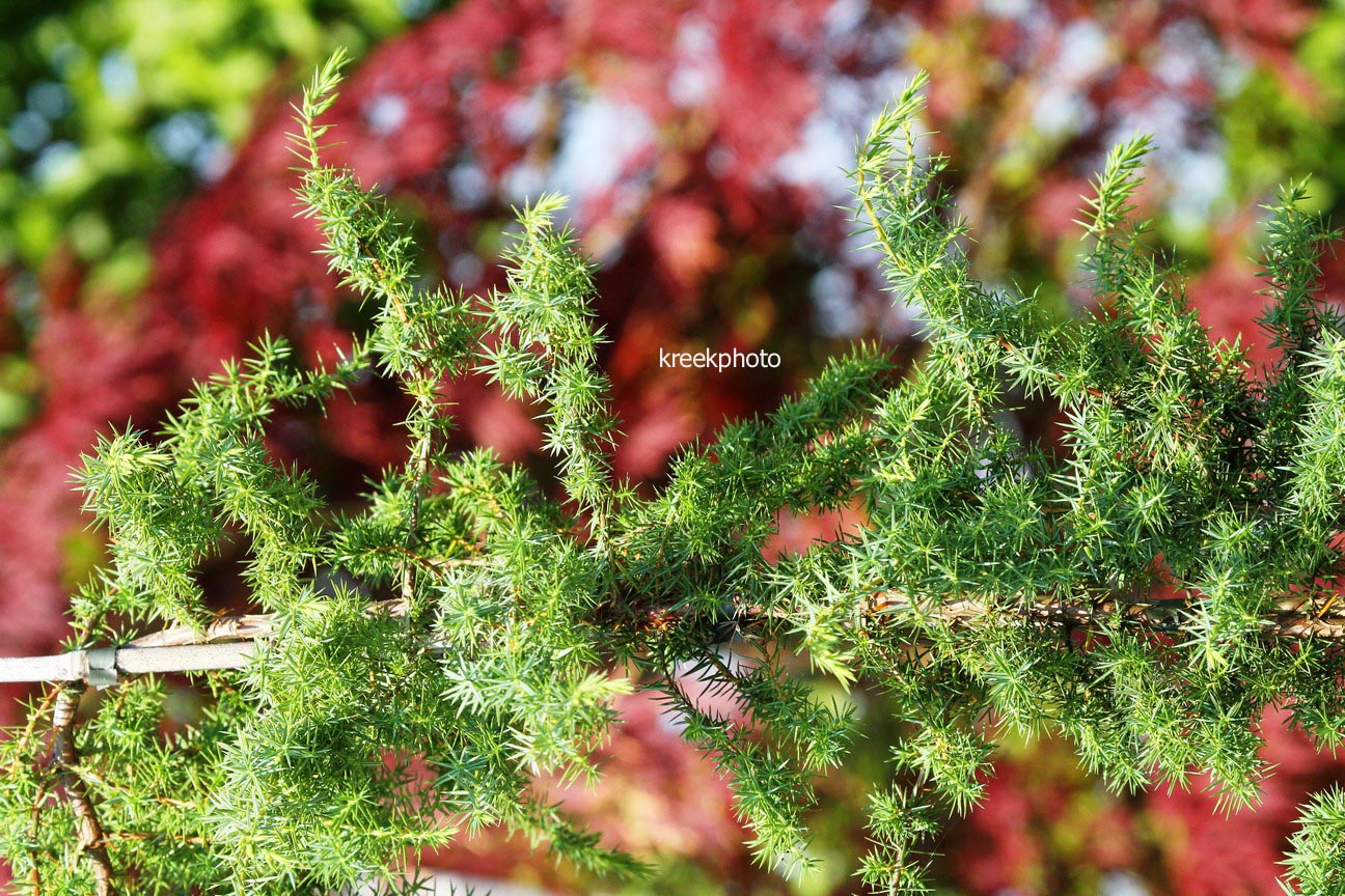Juniperus communis 'Fuorn'