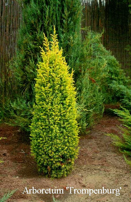 Juniperus communis 'Gold Cone'