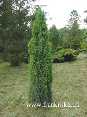Juniperus communis 'Pyramidalis'