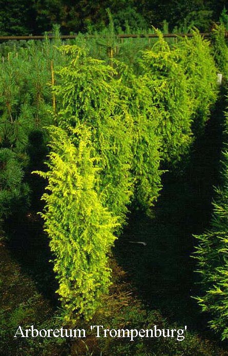 Juniperus communis 'Schneverdinger Goldmacha'