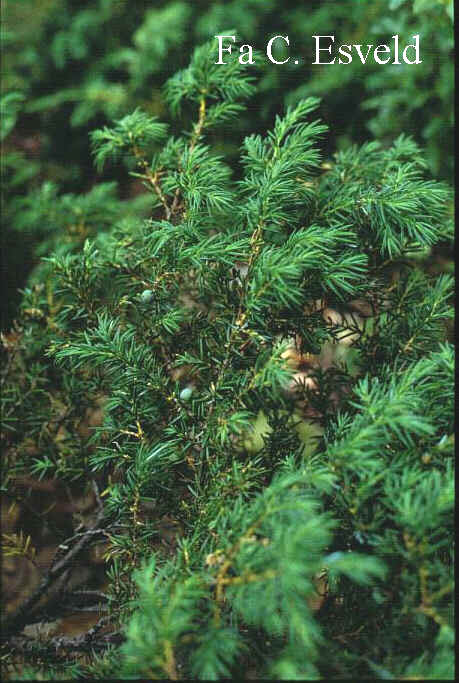 Juniperus communis